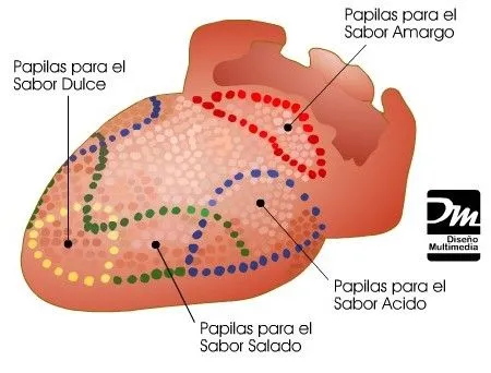 El GUSTO para colorear con sus partes - Imagui El GUSTO para colorear con sus partes - Imagui