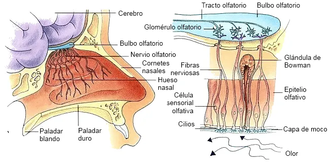 Sentido del olfato y sus partes - Imagui