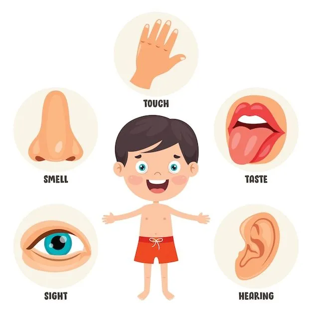 Imágenes de 5 Sentidos - Descarga gratuita en Freepik Imágenes de 5 Sentidos - Descarga gratuita en Freepik