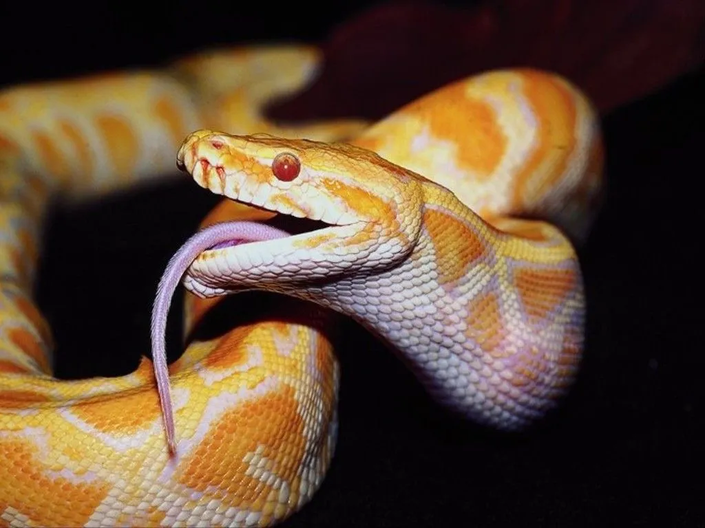 Imágenes de Serpientes - Fotos de Reptiles | Fotos e Imágenes en ... Imágenes de Serpientes - Fotos de Reptiles | Fotos e Imágenes en ...