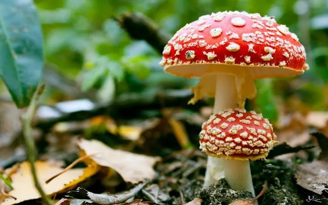 Imágenes de Setas (Hongos) con Forma de Sombrero | Fotos e ... Imágenes de Setas (Hongos) con Forma de Sombrero | Fotos e ...