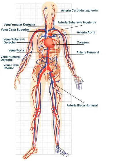 Sistema circulatorio y sus partes para dibujar - Imagui