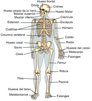 Imagenes del sistema oseo - Imagui