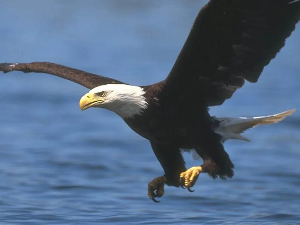 Imágenes en general y varios temas: Imágenes De Aguilas