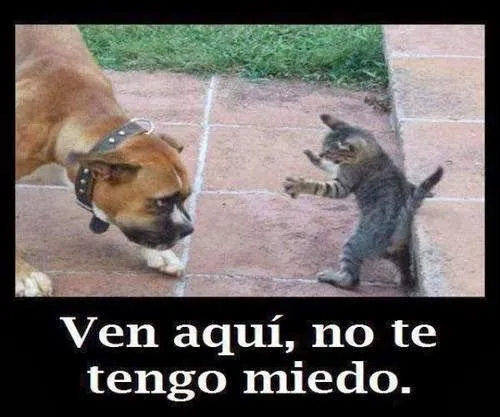 Imagenes Chistosas y Graciosas: Gatito sin Miedo Enfrenta a ...