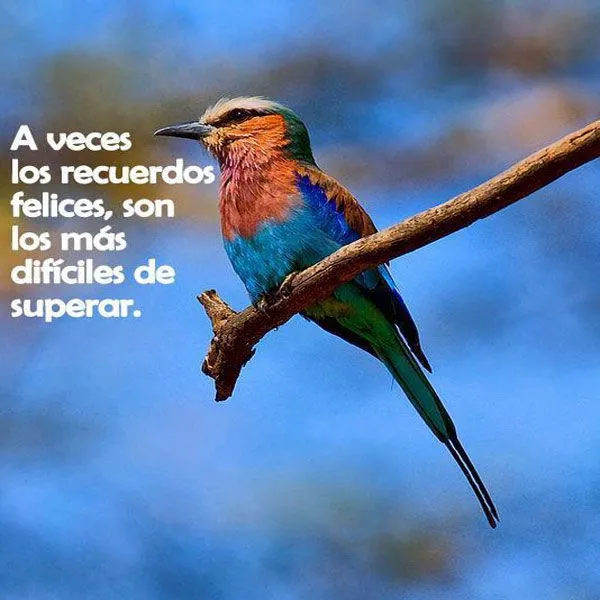 Imagenes con textos para Facebook: A veces los recuerdos felices ...