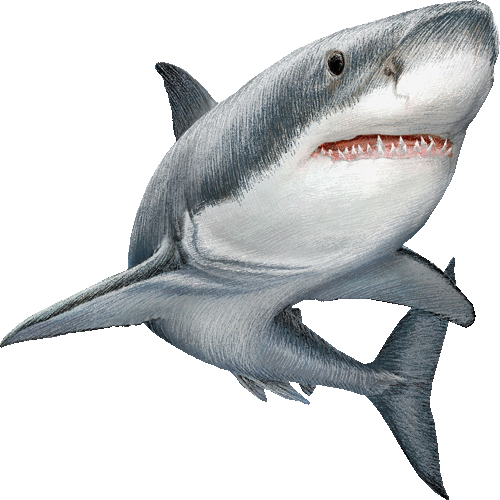 Imágenes de tiburones | Diario Animales
