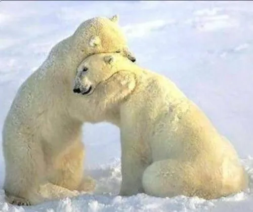 Imágenes tiernas de abrazos de osos | Imagenes Tiernas - Imagenes ...
