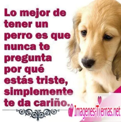 perros on Pinterest | Dog Toys, Dog Park and Interactive Dog Toys perros on Pinterest | Dog Toys, Dog Park and Interactive Dog Toys