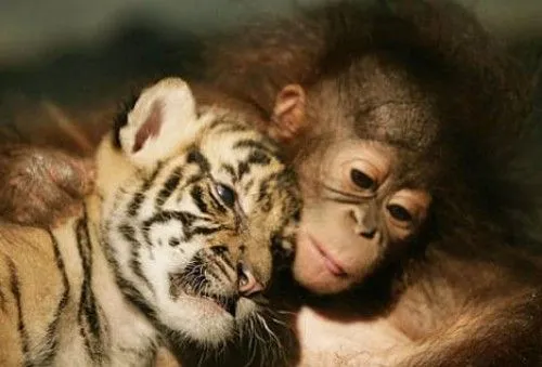 Imágenes tiernas de animales bebes | Imagenes Tiernas - Imagenes ... Imágenes tiernas de animales bebes | Imagenes Tiernas - Imagenes ...
