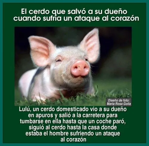 Imagenes tiernas de animales con frases para FaceBook - Imagui