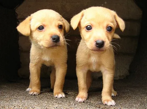 Fotos de animales bonitos y tiernos — Fotos de Animales