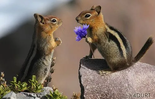 Imágenes tiernas de Ardillas | Imagenes Tiernas - Imagenes de Amor Imágenes tiernas de Ardillas | Imagenes Tiernas - Imagenes de Amor