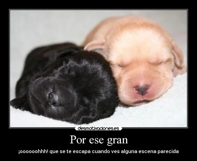 Imagenes tiernas de cachorros con frases - Imagui