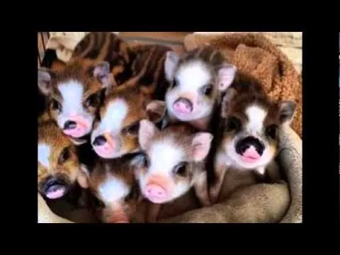 IMÁGENES TIERNAS DE CERDITOS - YouTube