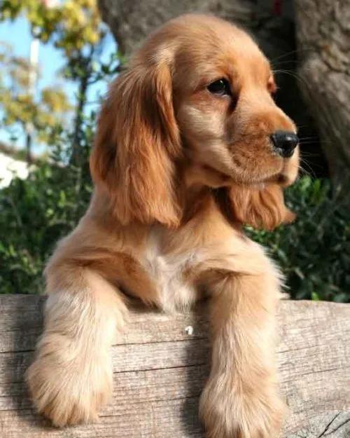 Imágenes Tiernas de Cocker Spaniel | Imagenes Tiernas - Imagenes ...