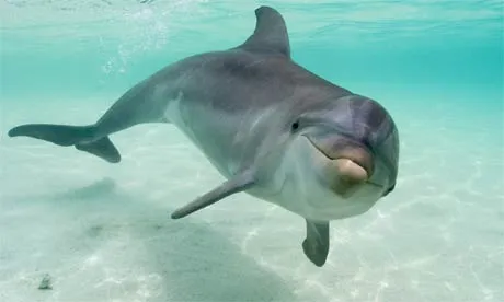 Imagenes tiernas de delfines: Imagenes Tiernas | Fotos Tiernas | Amor Imagenes tiernas de delfines: Imagenes Tiernas | Fotos Tiernas | Amor