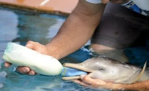 Imágenes tiernas de delfines | Imagenes Tiernas - Imagenes de Amor Imágenes tiernas de delfines | Imagenes Tiernas - Imagenes de Amor