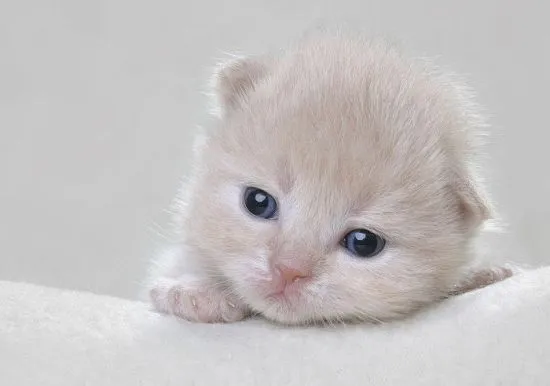 Gatitos hermosos y tiernos bebés - Imagui