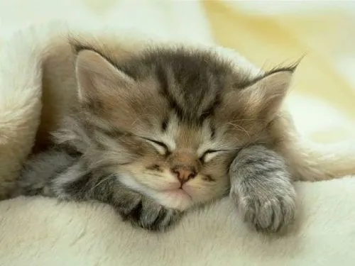 Imagenes de gatitas tiernas animadas - Imagui