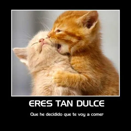 Imágenes Tiernas de Gatitos con Frases | Imagenes Tiernas ... Imágenes Tiernas de Gatitos con Frases | Imagenes Tiernas ...