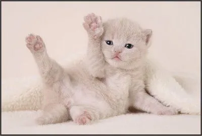 Imagenes tiernas de gatitos | Imagenes Tiernas - Imagenes de Amor Imagenes tiernas de gatitos | Imagenes Tiernas - Imagenes de Amor