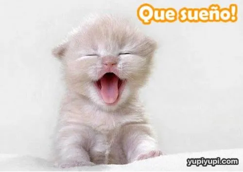 Imágenes tiernas de gatitos y perritos con sueño | Imagenes ... Imágenes tiernas de gatitos y perritos con sueño | Imagenes ...