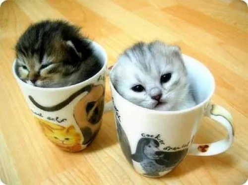 Imagenes tiernas de gatos bebes | Imagenes Tiernas - Imagenes de Amor Imagenes tiernas de gatos bebes | Imagenes Tiernas - Imagenes de Amor