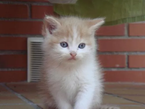Gatos bebés tiernos blancos - Imagui