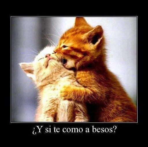 Imagenes de amor HD: Imagenes tiernas de gatos con frases de amor Imagenes de amor HD: Imagenes tiernas de gatos con frases de amor