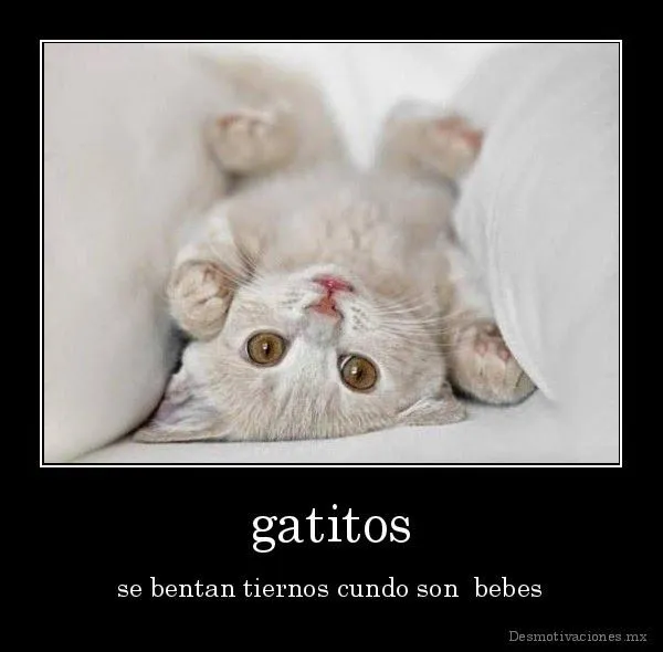 Imágenes tiernas de gatos con frases ~ Imagenes lindas de amor Imágenes tiernas de gatos con frases ~ Imagenes lindas de amor