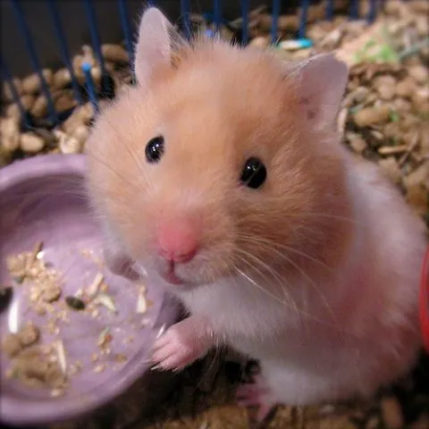 Imagenes Tiernas de Hamster | IMAGENES, FRASES, POEMAS, PARA ... Imagenes Tiernas de Hamster | IMAGENES, FRASES, POEMAS, PARA ...