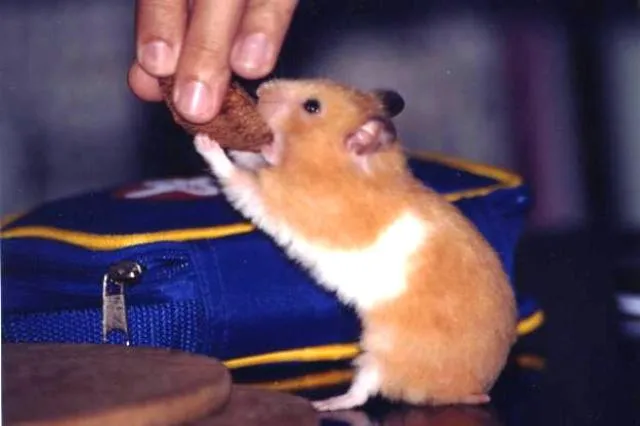 Imagenes Tiernas de Hamster | Imagenes tiernas Imagenes Tiernas de Hamster | Imagenes tiernas