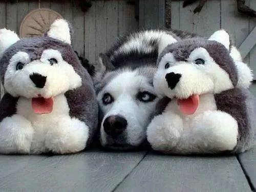 Imagenes tiernas de husky siberiano - Imagui