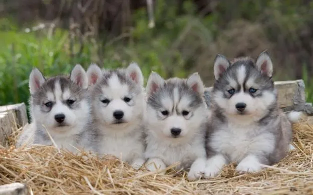 Cachorritos tiernos lobos - Imagui