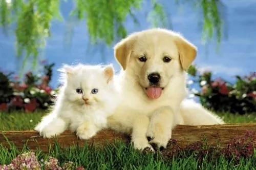 Perritos y gatos tiernos - Imagui