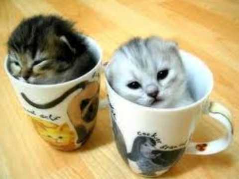 Imagenes tiernas animales - Imagui
