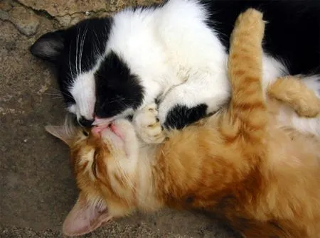 Ver imagenes tiernas: ver imagenes de animales tiernosver imagenes ... Ver imagenes tiernas: ver imagenes de animales tiernosver imagenes ...