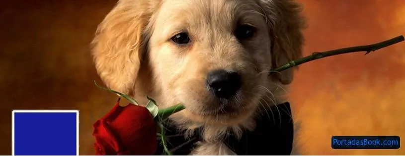 Ver imagenes tiernas: Imagenes para portada de facebook tiernas