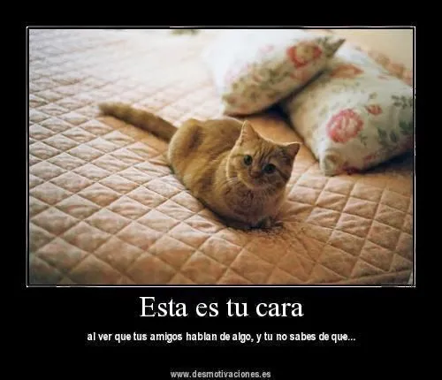 Ver imagenes tiernas: Imagenes tiernas de animales con frases