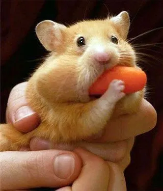 Ver imagenes tiernas: ver imagenes tiernas y dulces Ver imagenes tiernas: ver imagenes tiernas y dulces