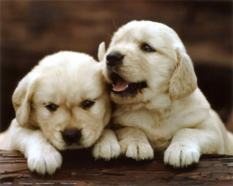 Perritos tiernos y bonitos de bebés - Imagui