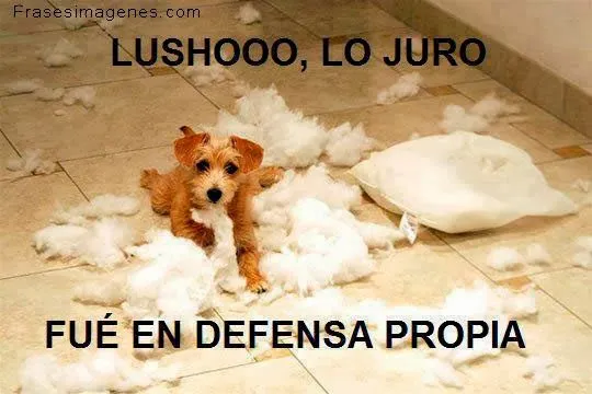 Tiernas imagenes de perros con mensajes - Imagui Tiernas imagenes de perros con mensajes - Imagui