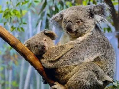 Imágenes tiernas de Koalas | Imagenes Tiernas - Imagenes de Amor Imágenes tiernas de Koalas | Imagenes Tiernas - Imagenes de Amor