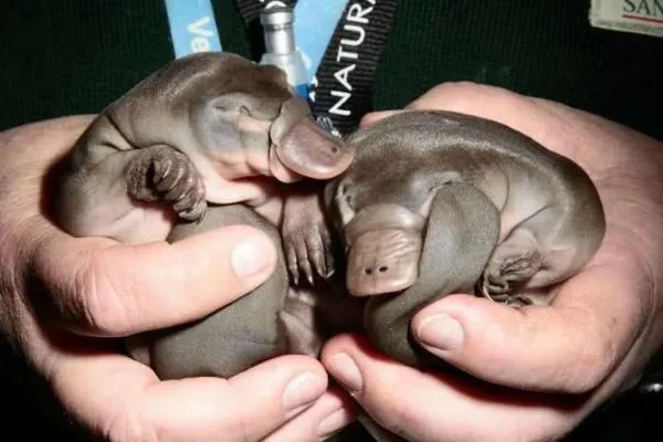 Los animales bebes más tiernos: fotografías que te harán suspirar ...