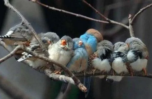 Pajaritos tiernos animados - Imagui