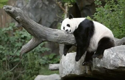 Imágenes tiernas de Pandas | Imagenes Tiernas - Imagenes de Amor