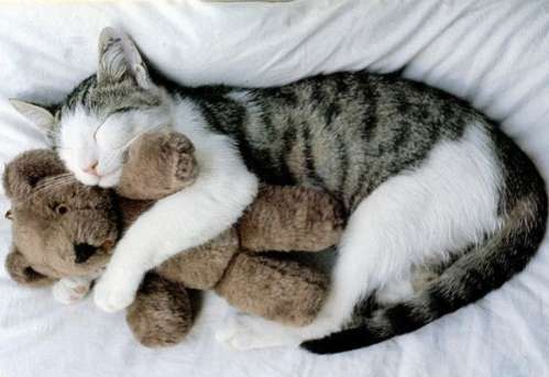 imágenes tiernas de peluches | Imagenes Tiernas - Imagenes de Amor imágenes tiernas de peluches | Imagenes Tiernas - Imagenes de Amor