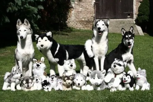 imágenes tiernas de peluches | Imagenes Tiernas - Imagenes de Amor imágenes tiernas de peluches | Imagenes Tiernas - Imagenes de Amor