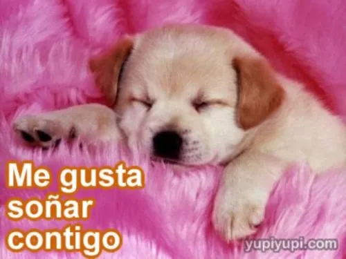 Imágenes Tiernas de Perritos Durmiendo | Imagenes para Facebook [ Imágenes Tiernas de Perritos Durmiendo | Imagenes para Facebook [